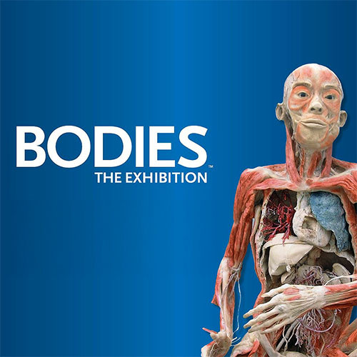 Bodies: The Exhibition