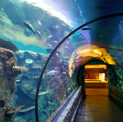 Shark Reef Aquarium